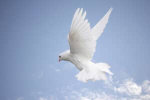 white-dove-AtoN
