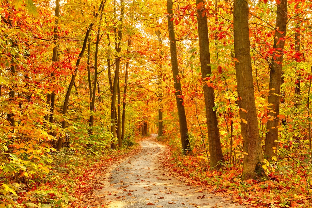 Fall Recovery
