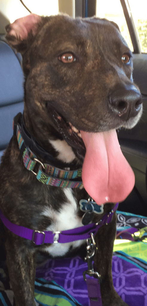 Dogs – Literally your Brain’s Best Friend