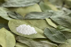 Cocaine and Addiction