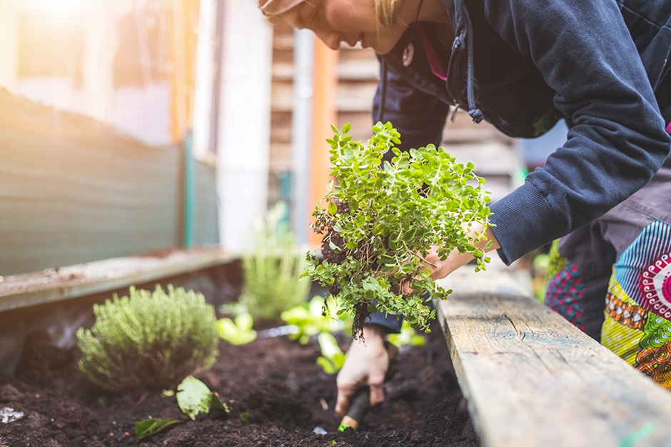 gardening in recovery