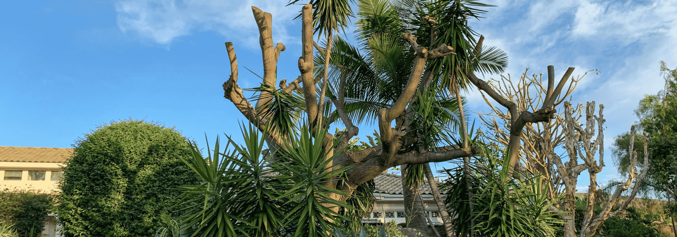 Trees and bushes